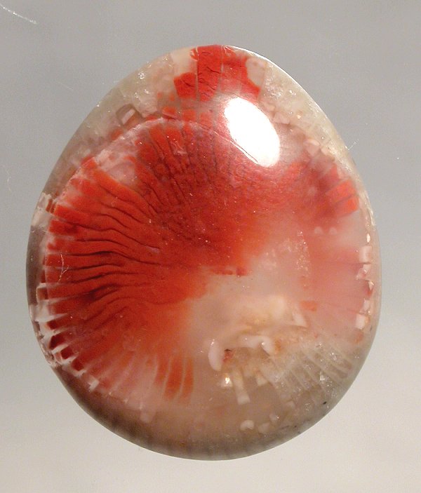 Red Horn Coral red horn coral gems fossil coral cabs cabochons Tampa Bay designer gemstones petoskey petosky coral fossil metaphysical new age