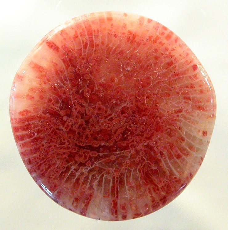 Tampa Bay fossil agatized silicated coral