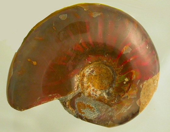 Ammonite ammolite fossils buy Ammonite ammolite squid Ammonite ammolite sea shell Ammonite ammolite crinoids