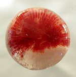 Coral red horn gemstones designer pendants coral gems fossil coral designer cabs cabochons Tampa Bay designer gemstones jewelry stones petoskey petosky coral fossil metaphysical new age shamanic